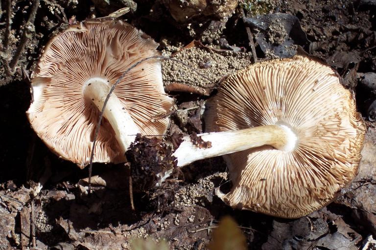 Reperto primaverile (Entoloma saepium)
